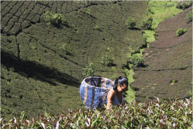  Picking organic purple tea on the gentle slopes of Gatura Greens, the first commercial purple tea farm in Kenya