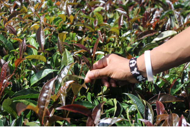 Picking purple tea at Gatura Greens, the first commercial purple tea farm